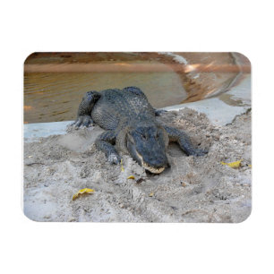 Imán Alligator, Fort Lauderdale, Florida