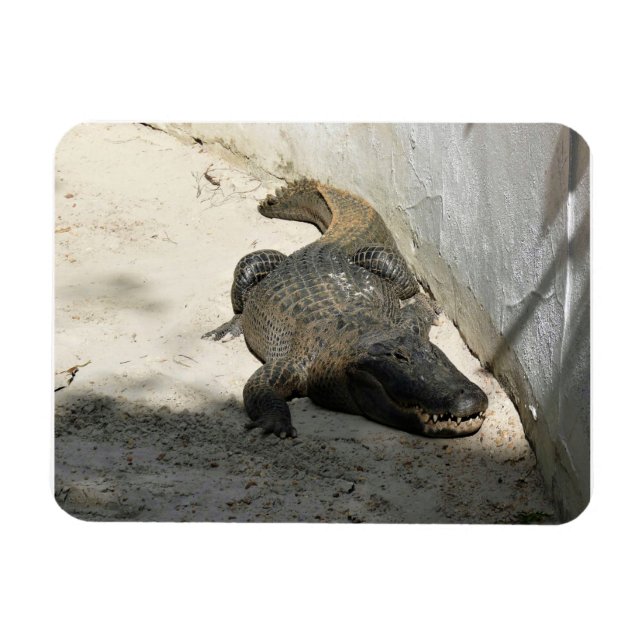Imán Alligator, Fort Lauderdale, Florida (Horizontal)