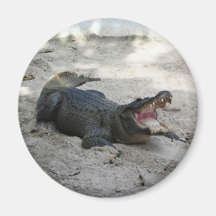 Imán Alligator, Fort Lauderdale, Florida