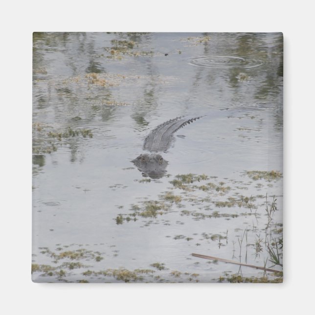 Imán Alligator Magnet (Frente)