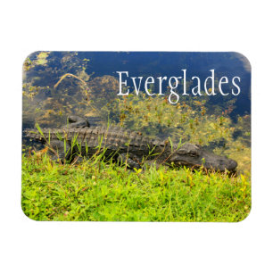 Imán Alligator, Parque Nacional Everglades, Florida