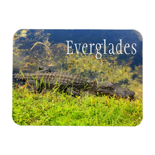 Imán Alligator, Parque Nacional Everglades, Florida (Horizontal)