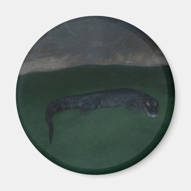 Imán Alligator ~ ¿Qué hay en la oscuridad? (Frente)