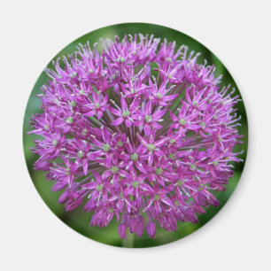 Imán Allium