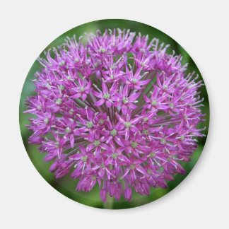 Imán Allium