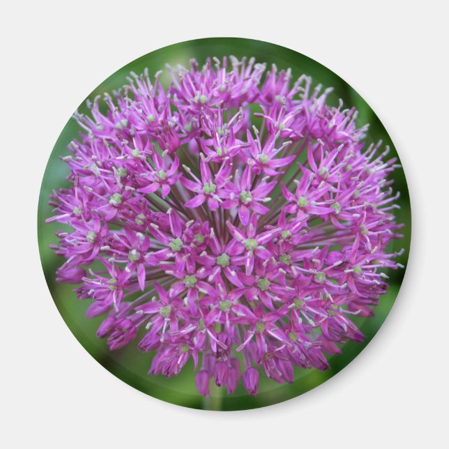 Imán Allium (Frente)
