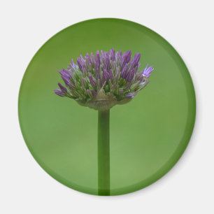 Imán Allium Magnet