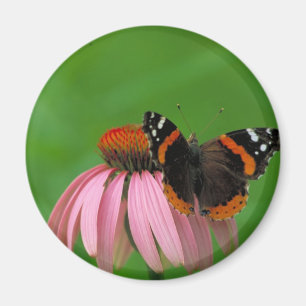 Imán Almirante rojo mariposa en la flor púrpura del