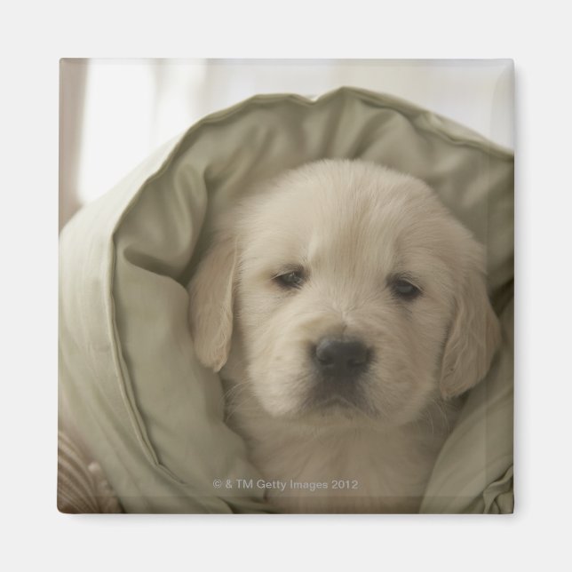 Imán Almohada alrededor del perro (Frente)