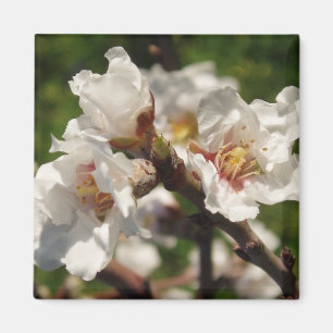 Imán Almond Bloosom Magnet