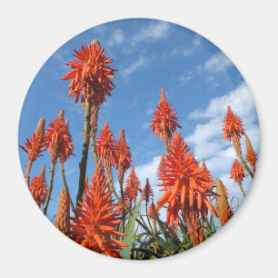 Imán Aloe Arborescens imnet