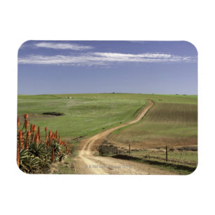 Imán Áloe floreciente cerca de Caledon, Western Cape