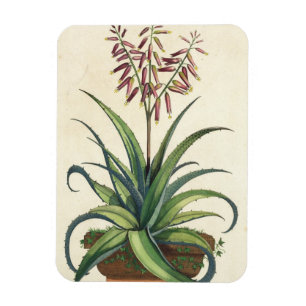 Imán Áloe Vera vulgaris, de "Phytographia Curiosa", p