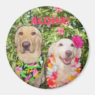 IMÁN ¡ALOHA!