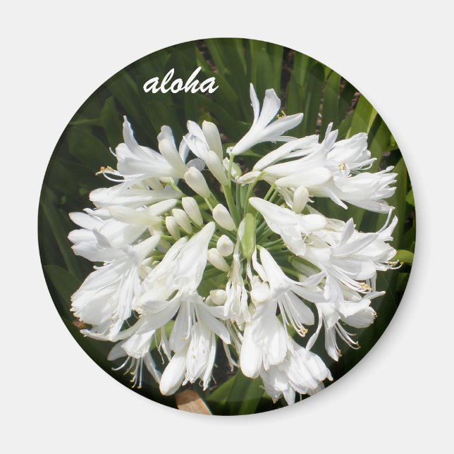 Imán aloha en flor blanca (Frente)