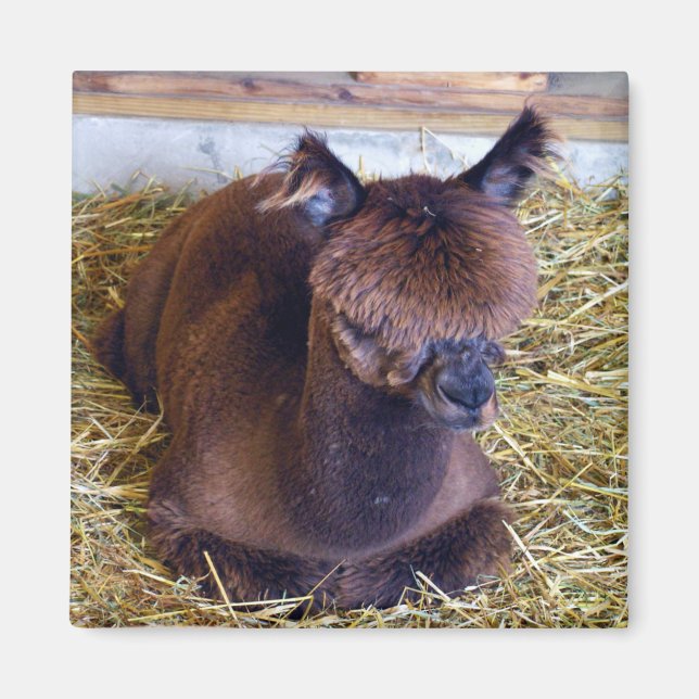 Imán Alpaca (Frente)