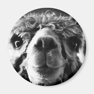 Imán Alpaca