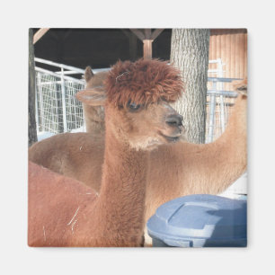 Imán Alpaca