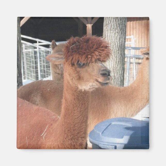 Imán Alpaca (Frente)