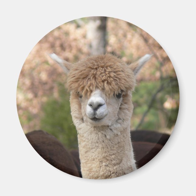 Imán Alpaca Belle Magnet (Frente)