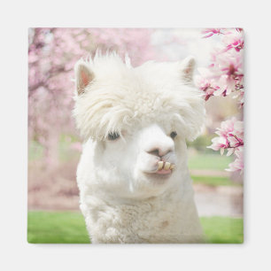 Imán Alpaca blanca