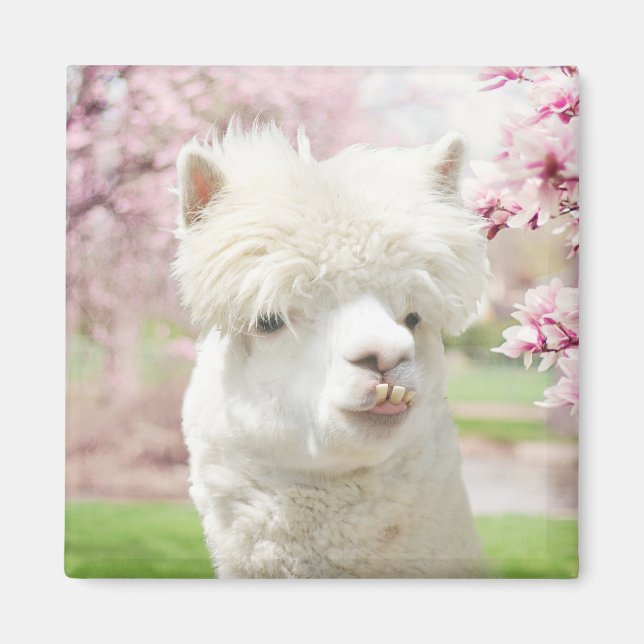 Imán Alpaca blanca (Frente)
