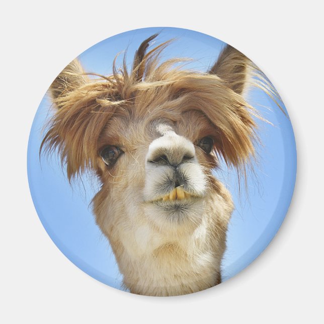 Imán Alpaca con pelo loco (Frente)