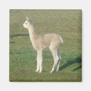 Imán Alpaca de Fawn