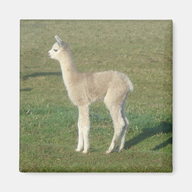 Imán Alpaca de Fawn (Frente)