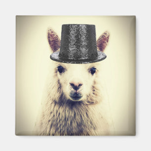 Imán Alpaca en Tophat