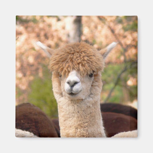 Imán Alpaca Magnet Belle (Frente)