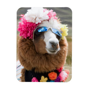 Imán Alpaca, Pachacoto, Cordillera Blanca, Ancash