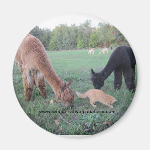 Imán Alpaca y gatos