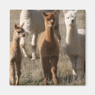 Imán Alpacas adorables