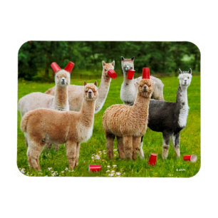 Imán Alpacas Con Cubos Rojos
