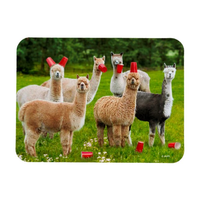 Imán Alpacas Con Cubos Rojos (Horizontal)