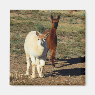 Imán Alpacas Joven Marrón Y Blanca,