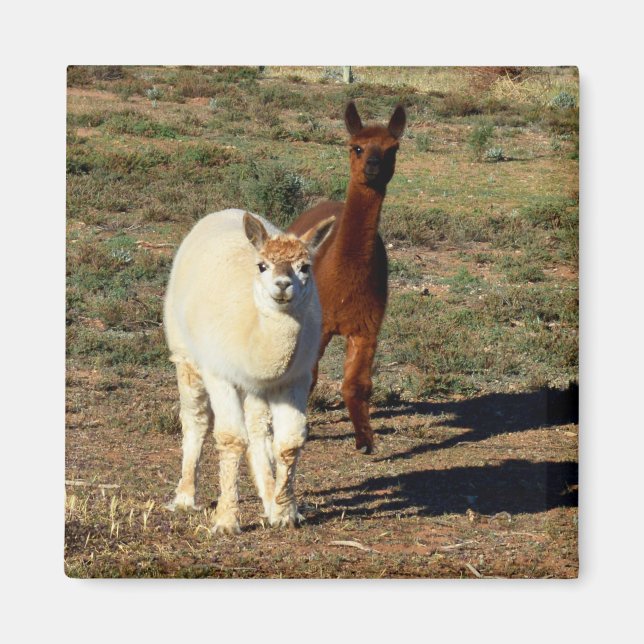 Imán Alpacas Joven Marrón Y Blanca, (Frente)