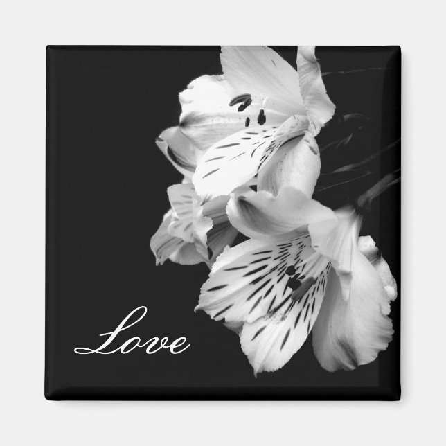 Imán Alstroemeria Lily Love Magnet (Frente)