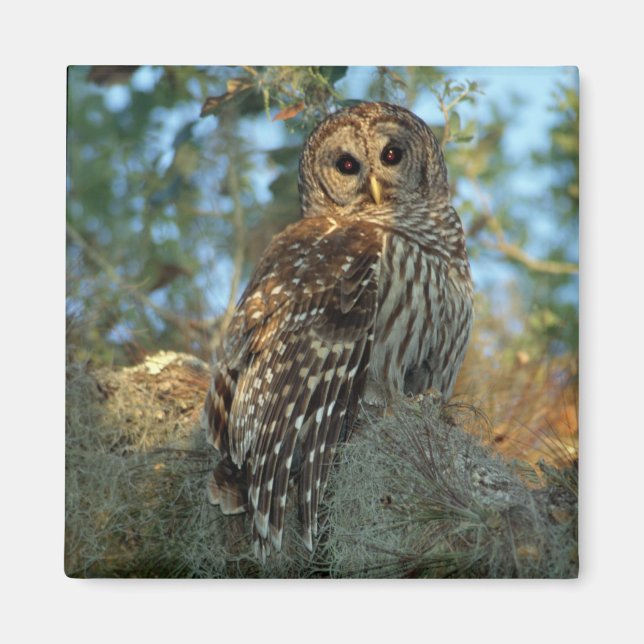 Imán Aluminio de búho barrido en algunos Moss españoles (Frente)