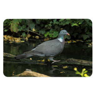 Imán Alumnado de Columba