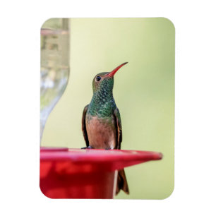 Imán Alumnaicorus malhus