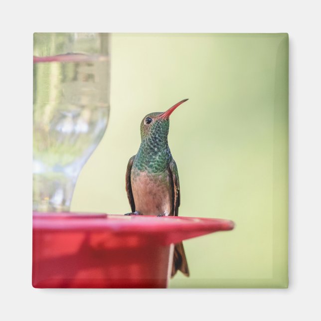 Imán Alumnaicorus malhus (Frente)