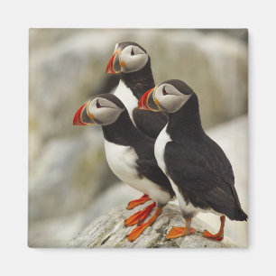 Imán Alumnos atlánticos en la isla de las maquias