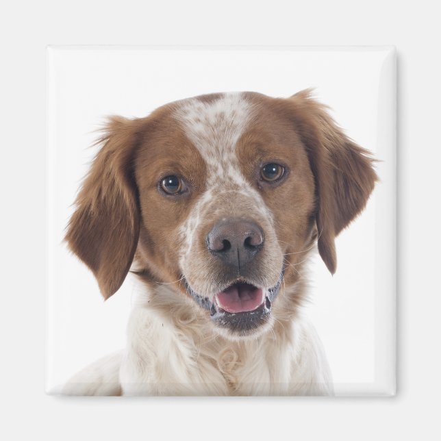 Imán Ama Cachorro de Brittany Spaniel (Frente)