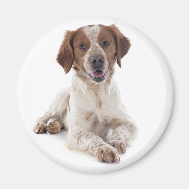 Imán Ama Cachorro de Brittany Spaniel (Frente)
