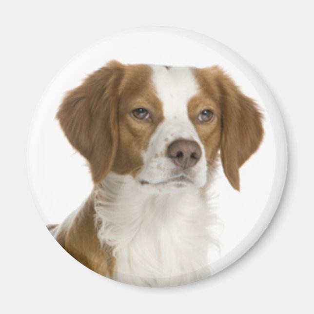 Imán Ama Cachorro de Perro Spaniel de Bretaña (Frente)