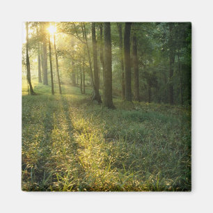 Imán Amanecer a través del bosque de robles y hickory, 