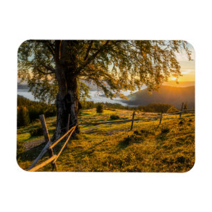 Imán Amanecer brumoso en un bosque