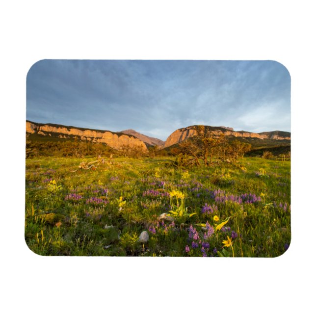 Imán Amanecer Ilumina Cañón de hojas negras (Horizontal)